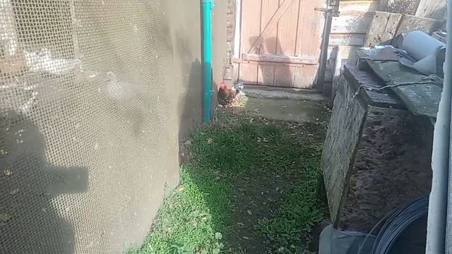 Кури Бентамки. Кому гарного півня? Яке яйце у бентамки смотреть онлайн