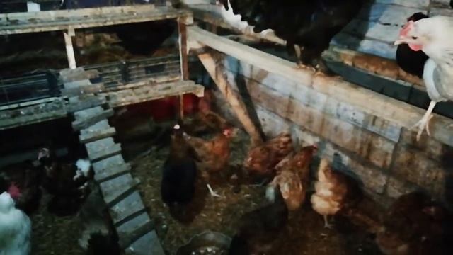 Почему старые курицы клюют молодок? ?Чем поить и кормить куриц!