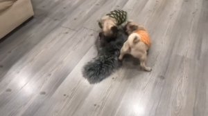 Мопсы дерутся за меха🤣 звук обязателен! Мультик прямо в тему #чмопсы #ИзусадьбыИсаковых #мопс