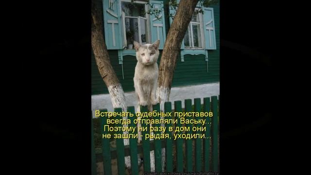 Смешные картинки про кошек и котят Выпуск № 28 FUNNY CATS СМЕШНЫЕ КОШКИ смотреть онлайн