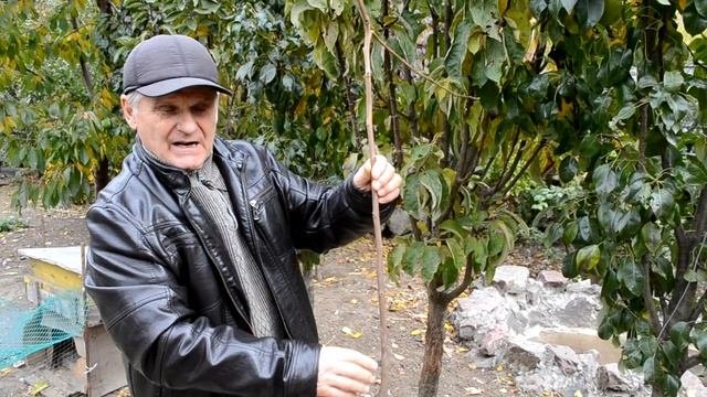 Как правильно выбрать саженцы для осенней посадки