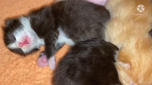 Присвоила себе детей. Муся начала кушать! 22 марта 2022 г. смотреть онлайн