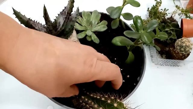 Композиция из суккулентов и кактусов #суккуленты #кактусы #композиция смотреть онлайн