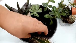 Композиция из суккулентов и кактусов #суккуленты #кактусы #композиция