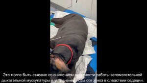 Тромбоэмболия легочных артерий у собаки/Pulmonary Thromboembolism in a dog