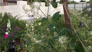 Ломонос жгучий, семена.(Clematis flammula)