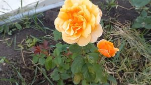 Розы - первогодки из питомника "Элит" ч.2