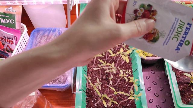 ПОДКОРМКА РАССАДЫ. Когда начинать подкармливать и чем лучше.