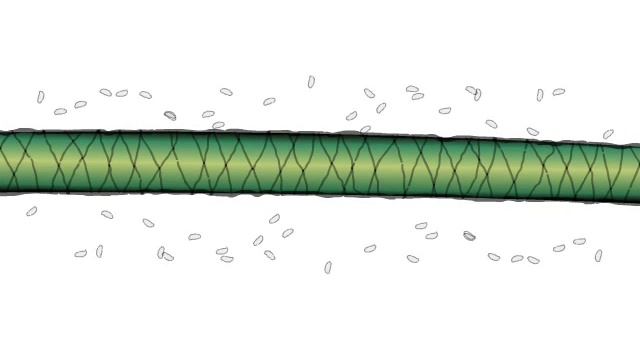 Опыт Энгельмана влияние света на фотосинтез смотреть онлайн