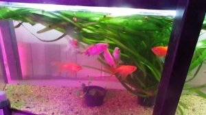 Малавийские цихлиды...Аулонокара мультиколор