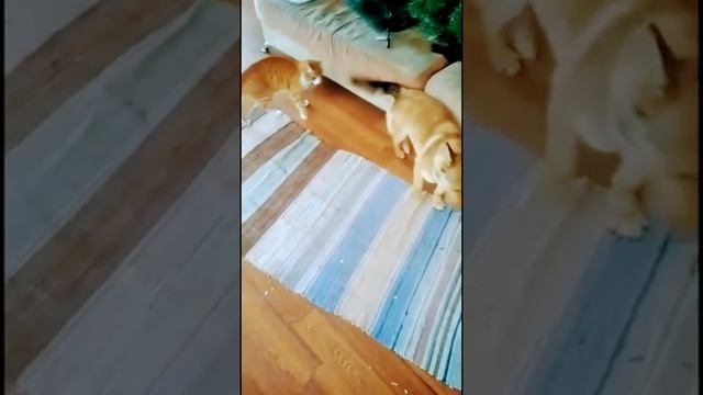 Два пельменя