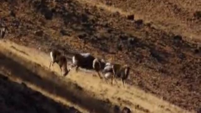 Дикая Природа России. Сибирь смотреть онлайн