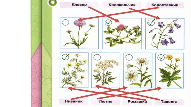 Окружающий мир. Рабочая тетрадь 1 класс 2 часть. ГДЗ стр. 28 №1