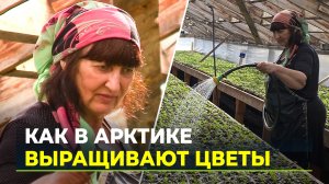 Ямальские цветоводы вырастят 200 тысяч цветов для городских клумб