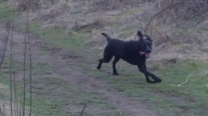 Happy dog running around