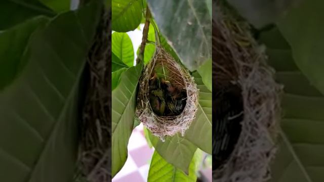 Hummingbird Babies Birth to Fledging the Nest.