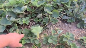 Маточник новых сортов клубники!