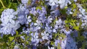 Какие красивые цветы, как незабудки только на кустах!!