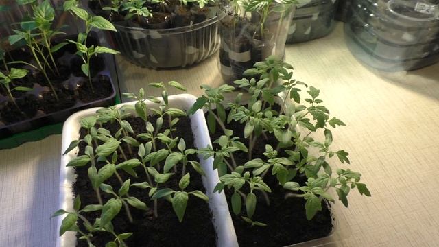 Томаты (ч 12), другие листья, пересорт или что это, подскажите. смотреть онлайн