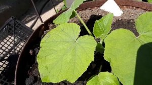 Подкормим кабачки и тыквы, растущие в бочках.