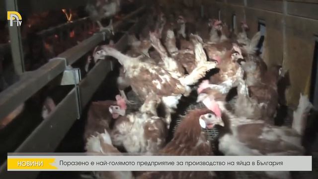 Поразено е най-голямото предприятие за производство на яйца в България смотреть онлайн