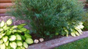 РАБАТКА ПО ПЕРИМЕТРУ ДОМА. БЕЗ ПРОПОЛКИ. СЕНТЯБРЬ.