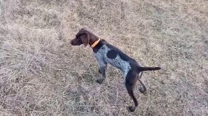 Курцхаар конар стойка на перо