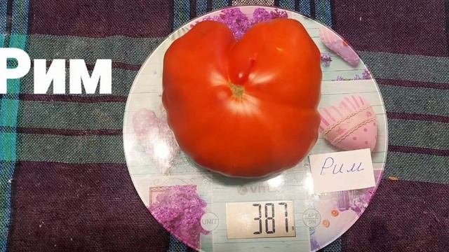 Каталог томатов ?Семена коллекционных томатов сезона 2022 года ?ватсап +79373268768