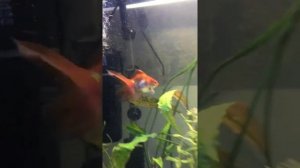 Умирают рыбы в аквариуме