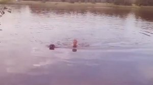 Авчарка купается (кавказец+немец)