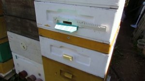 ошибка пчеловода - объединение пчел через газету при помощи самогона