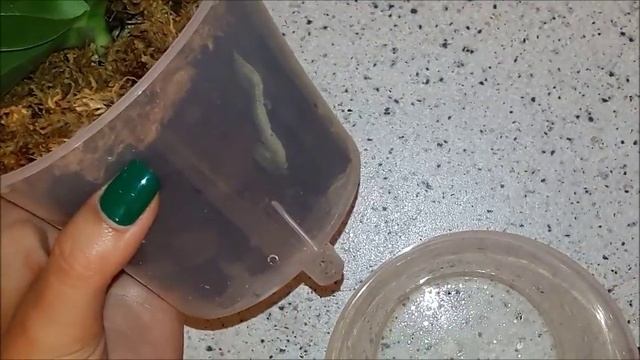 Орхидея Фаленопсис №4 Пересадка. Орхиата и полузакрытая система. смотреть онлайн