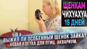 Щенки чихуахуа открыли глаза! Что с Зайкой? Аквариум и новая клетка для амадин.