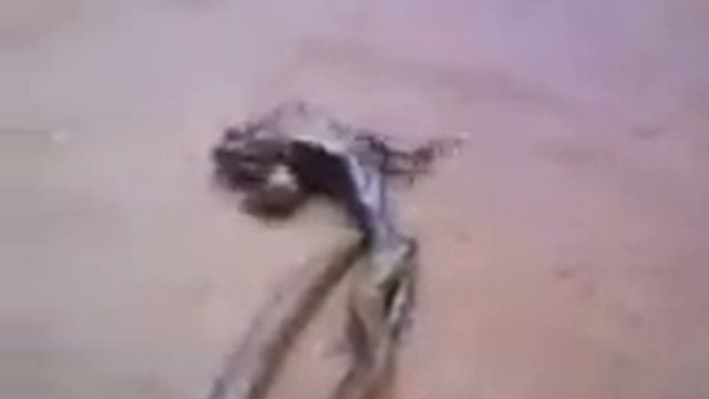 Дагестанская жаба борец.mp4