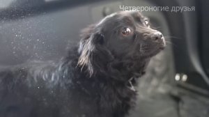 Её выбросили на трассу, она не ожидала, что среди равнодушно, проезжающих людей, кто то остановится