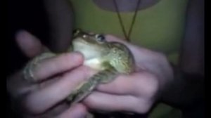 Лягушка кричит