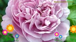 Роза. Краткий обзор: Роза описание характеристик, где купить крупномеры rosa park blue boy