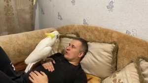 Учим попугая Какаду Кирюню петь песенку
