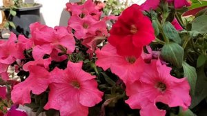 How to get maximum blooms from petunia plant/prapogation and care of Petunia plant