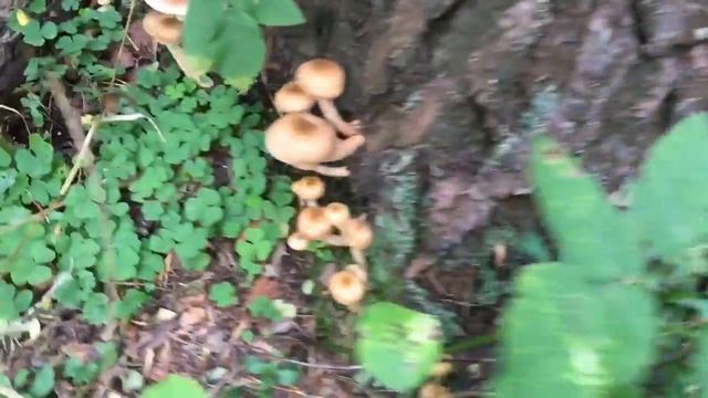 Опята, осенний лес, сентябрь 2018 смотреть онлайн