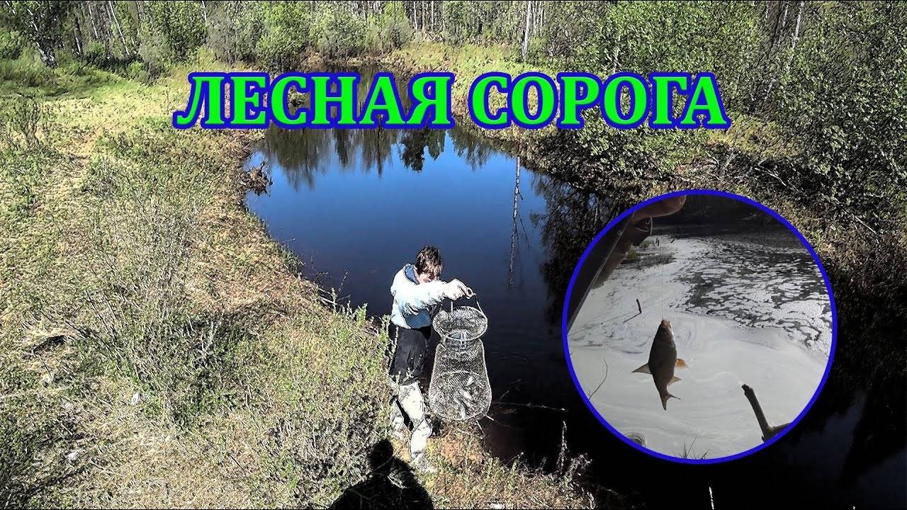 На лесную реку за сорогой. Рыбалка с ночевкой.