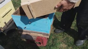 Купили пчелопакеты бакфаст и карника