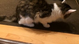 Вы видели как кашляет кот?