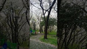 Корея. Остров Чеджу. Цветёт вишня.