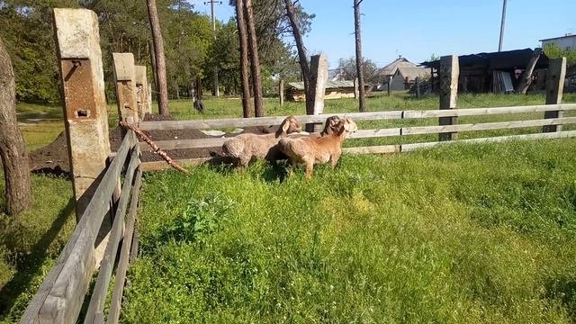 Баранчики на племя