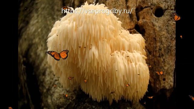 Какие грибы из семейства ежовиковых встречаются в наших лесах смотреть онлайн