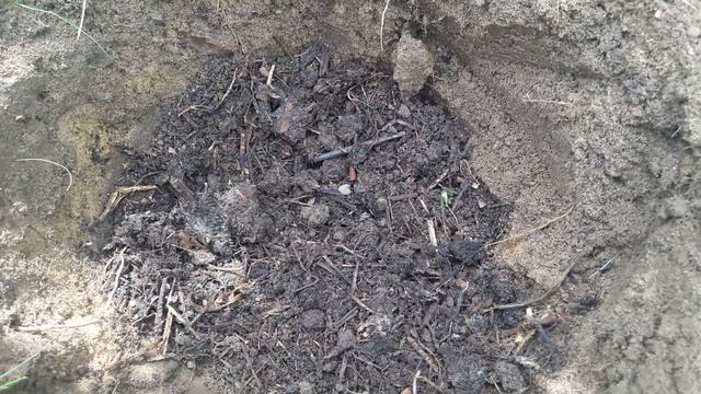 Посадка роз с ОКС "сухим" способом. смотреть онлайн