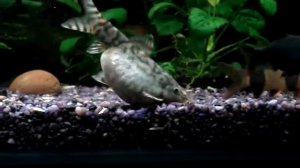 Боция ожирение