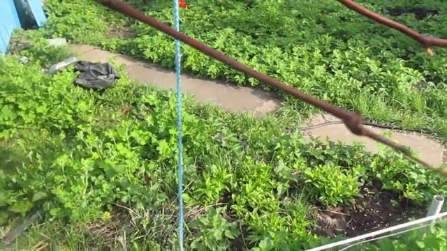 К 15 маю на виноградной лозе появились почки. смотреть онлайн