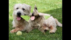Глен оф Имаал терьер/Glen of Imaal Terrier (порода собак HD slide show)!